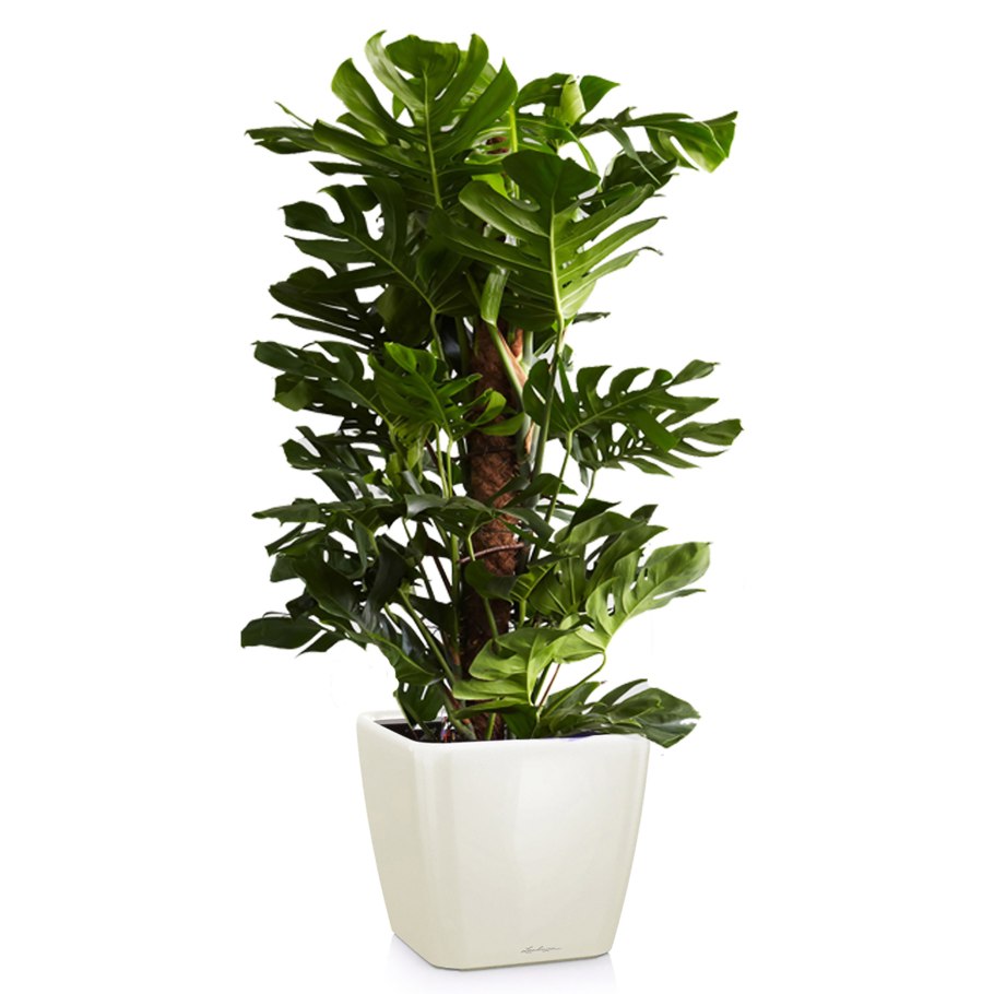 Монстера Делициоза 24/120