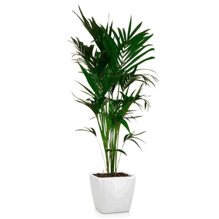 Ховея «forsteriana»