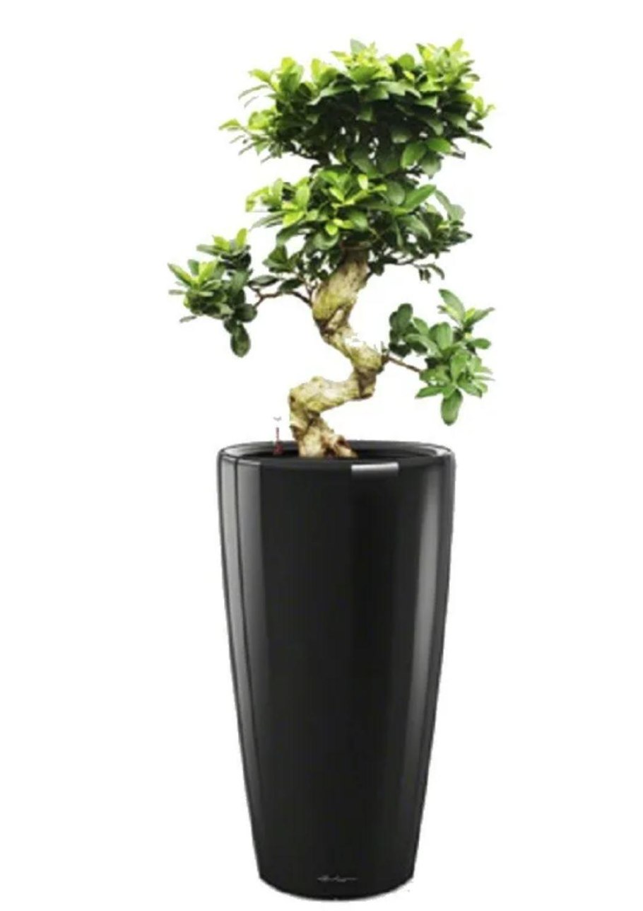 Растение фикус микрокарпа