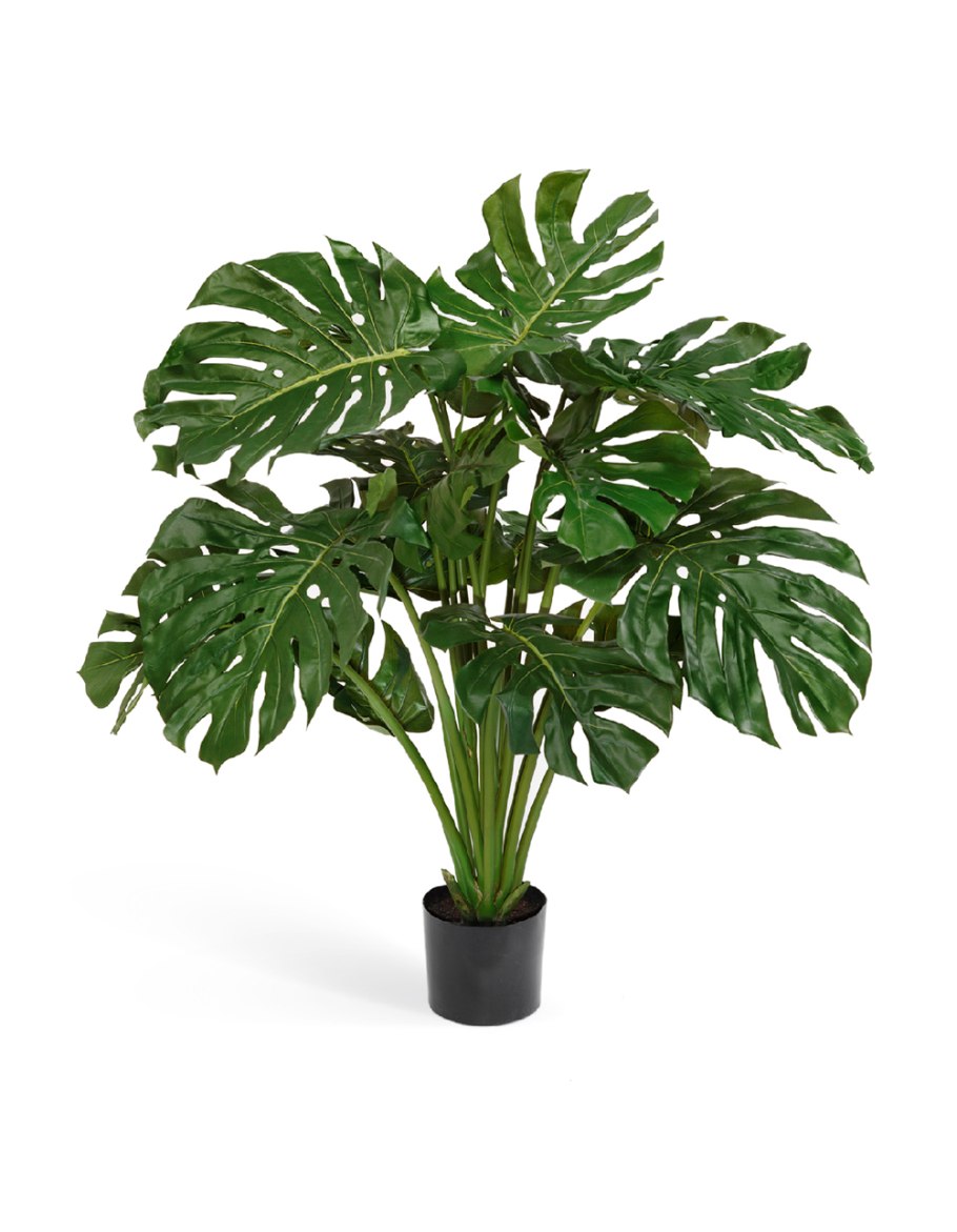 Монстера (Monstera)