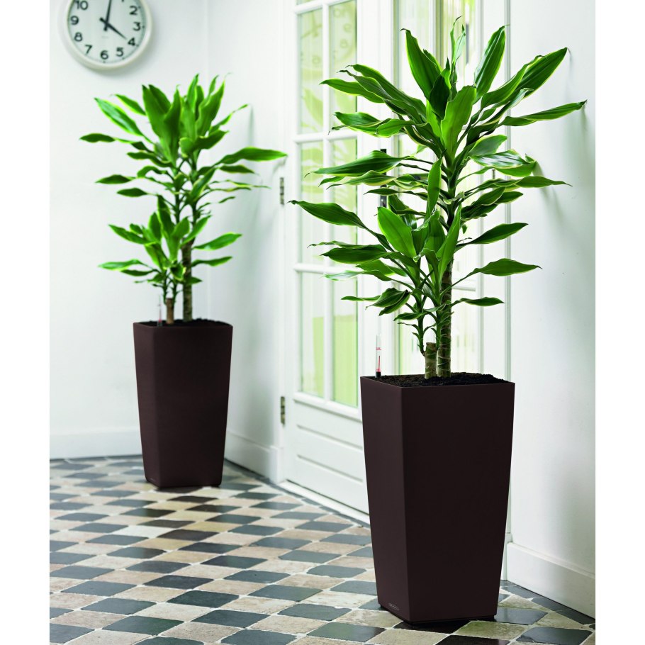 Кордилина в Lechuza