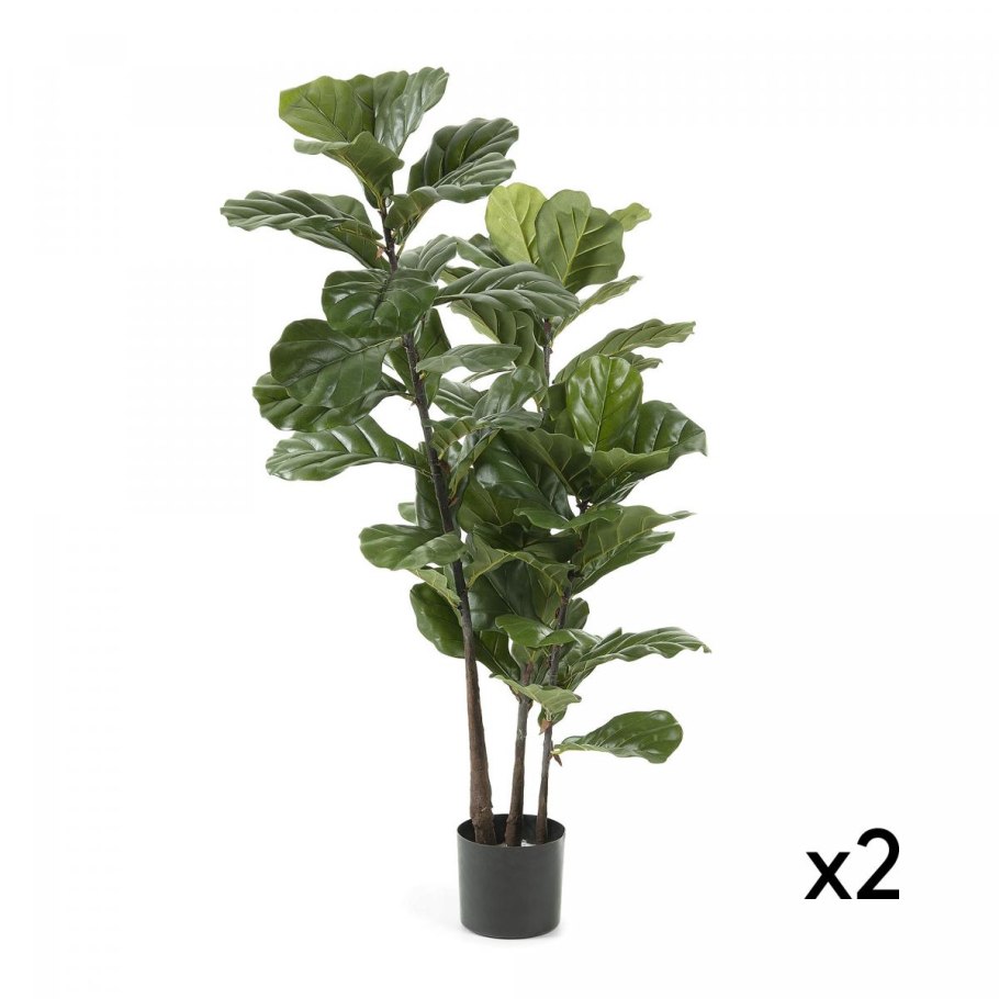 Фикус лировидный