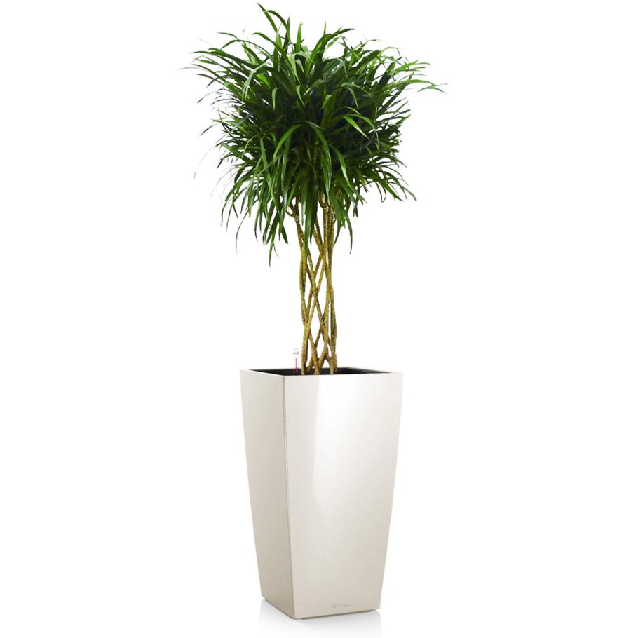 Драцена Анита кокер