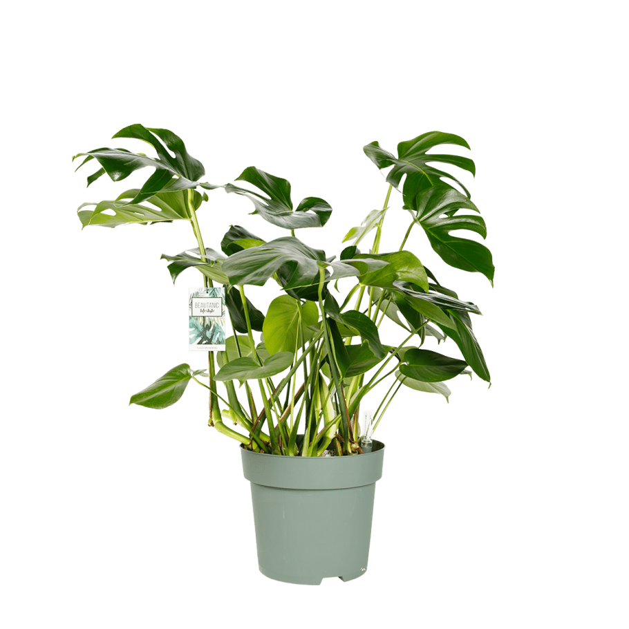 Монстера Делициоза монстера Делициоза