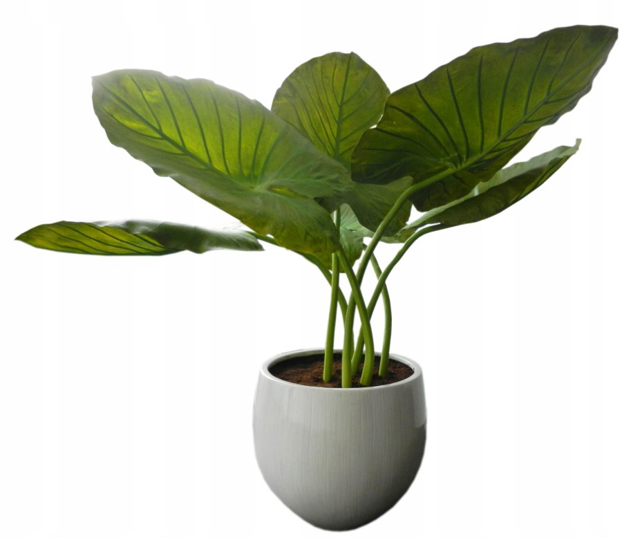 Большие растения в горшках