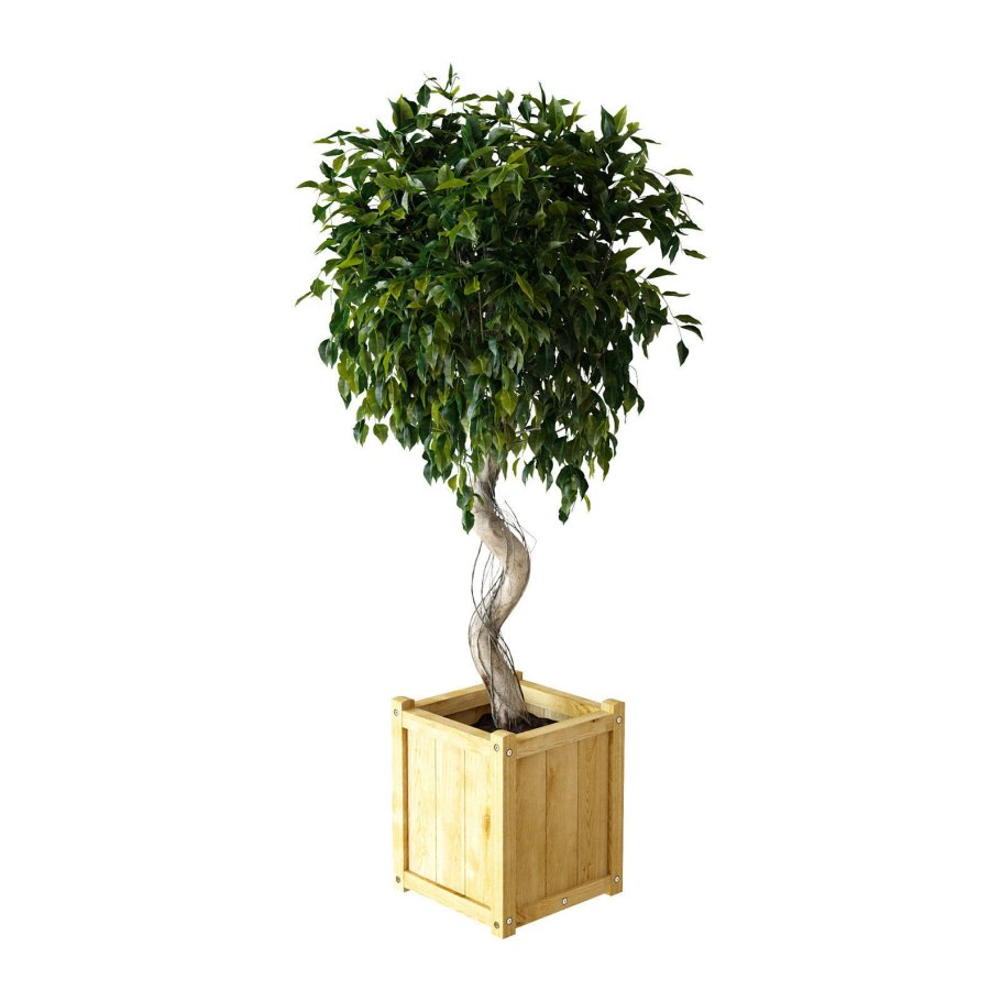 Фикус Бенджамина икеа