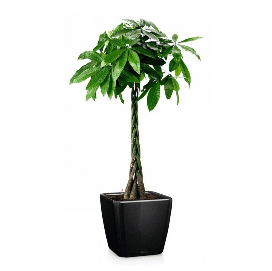 Пахира Акватика коса 27 125