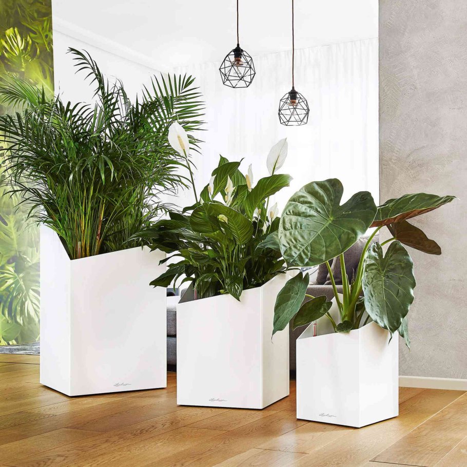 Кашпо Лечуза