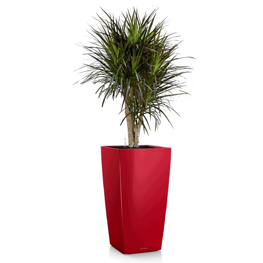 Драцена Маргината бонсай