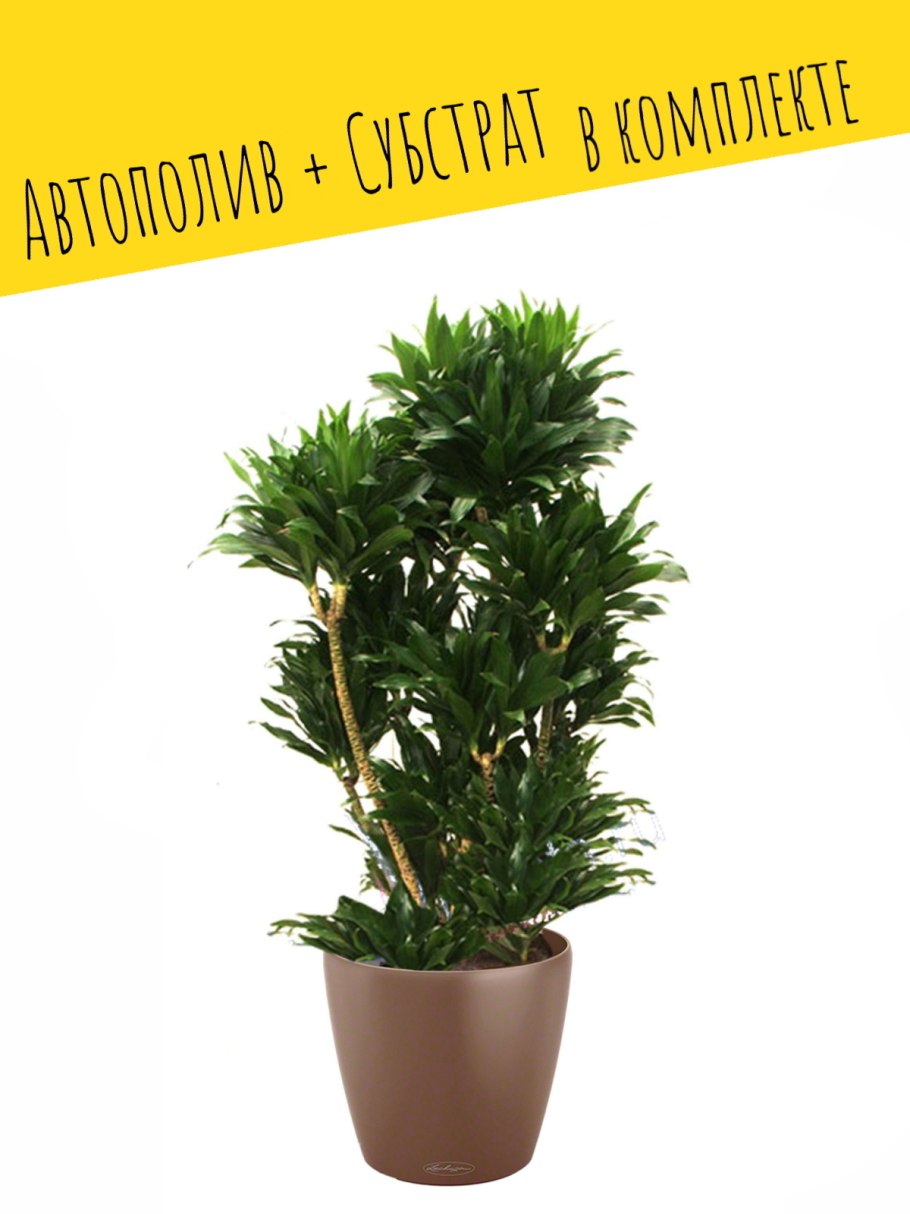 Драцена компакта d5