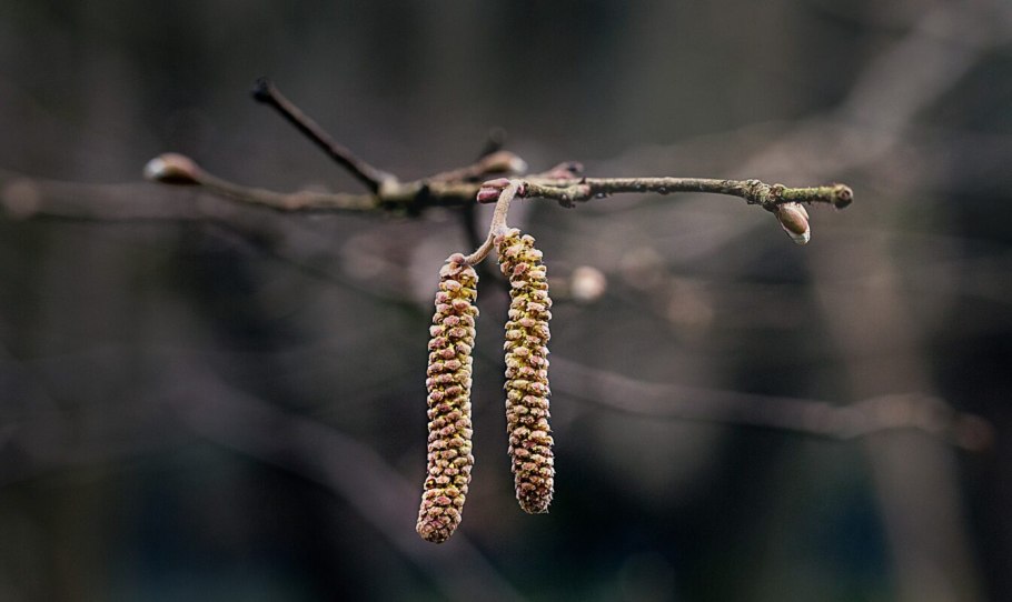 Ольха черная (Alnus glutinosa)