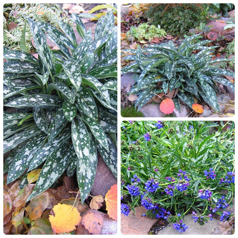 Хоста пятнистая Медуница