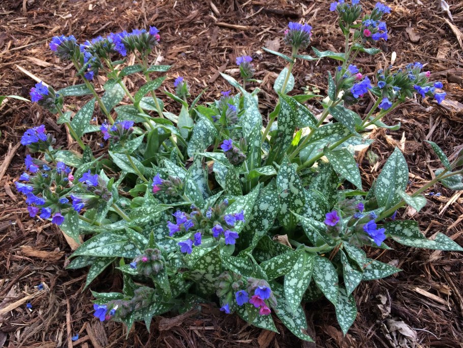 Медуница Pulmonaria Trevi Fountain