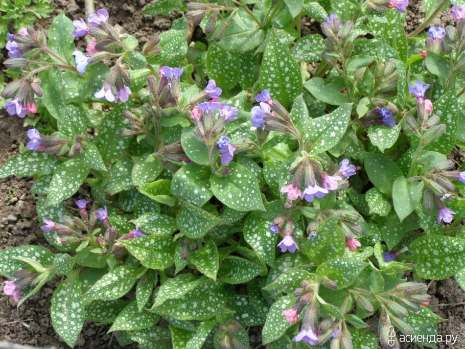 Медуница бордюрная