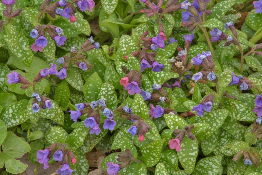 Медуница сахарная