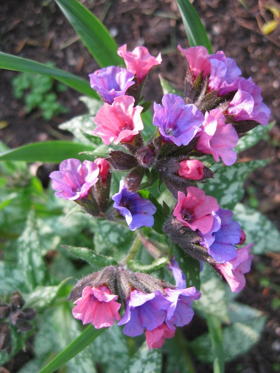 Медуница сахарная Мун