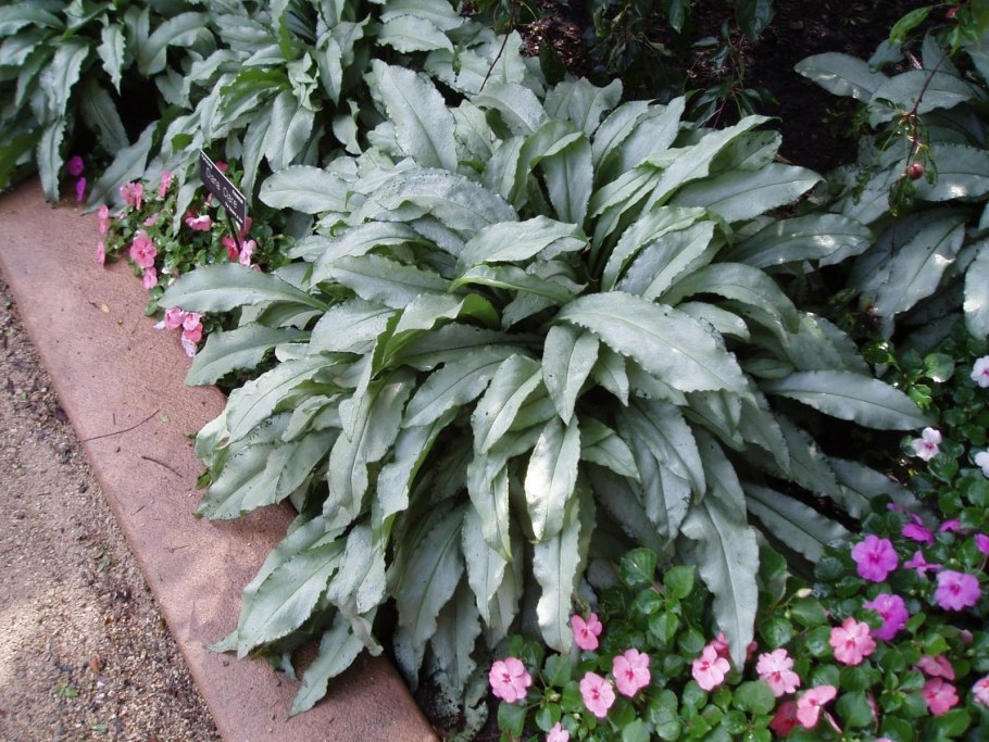 Медуница длиннолистная