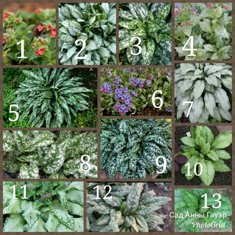 Сорта медуницы сахарной