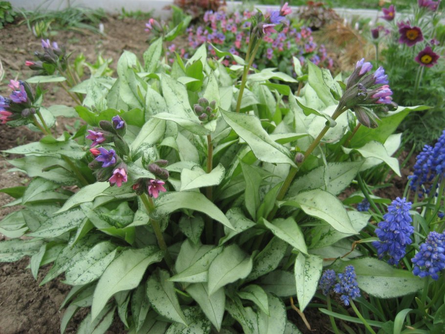 Медуница Маджести