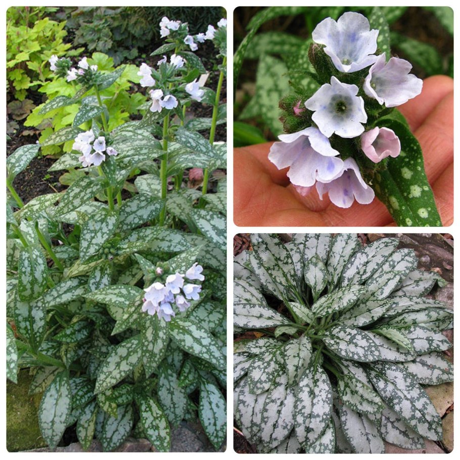 Медуница вариегатная