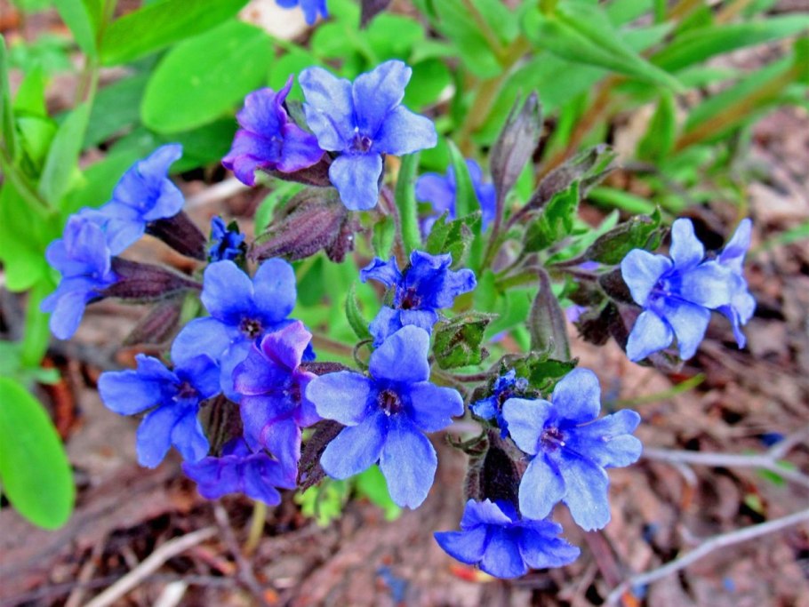 Медуница Блю Энсайн