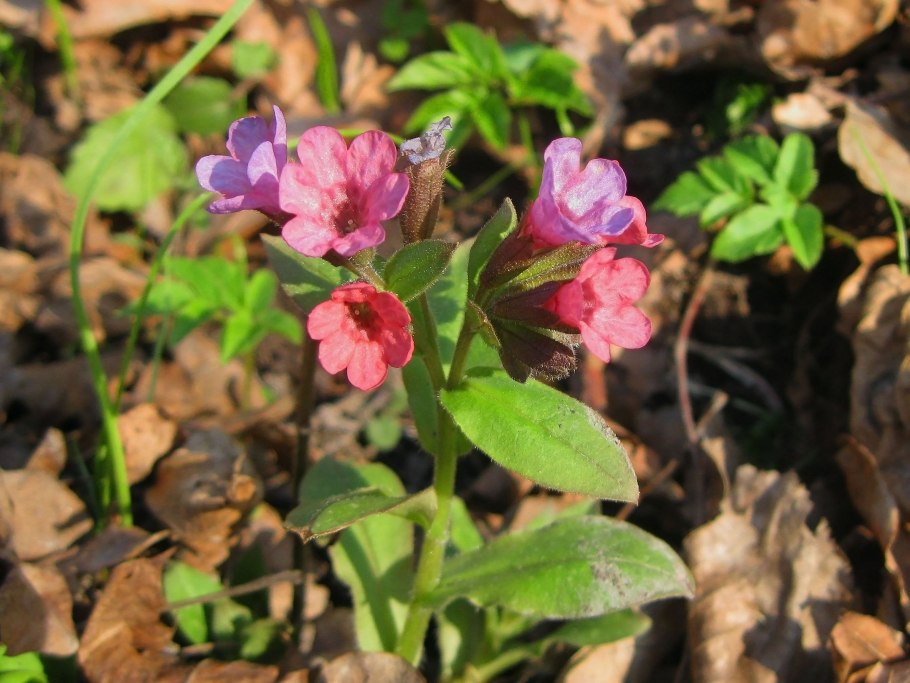 Полянка медуницы