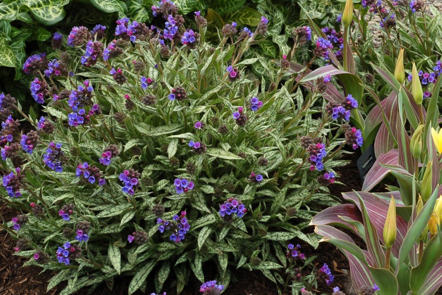 Медуница длиннолистная