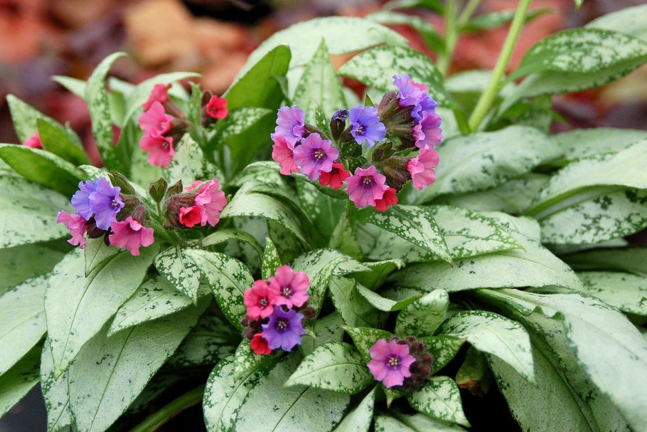 Медуница сахарная  Pulmonaria saccharata