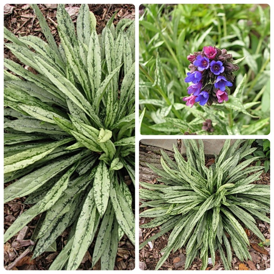 Медуница Вариегата