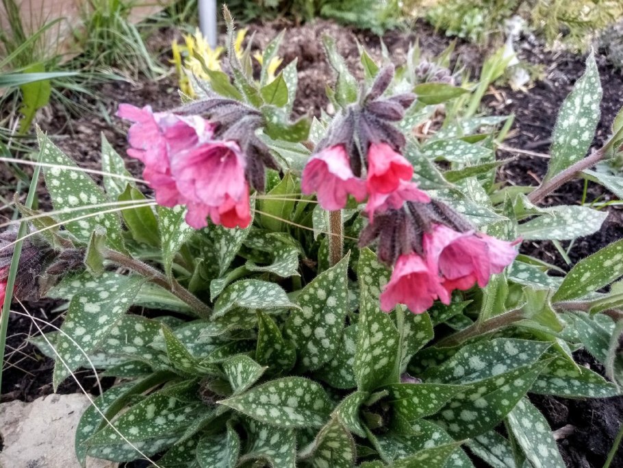 Медуница валовидная