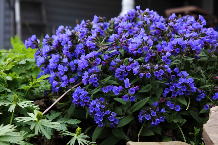 Медуница гибридная Blue Ensign