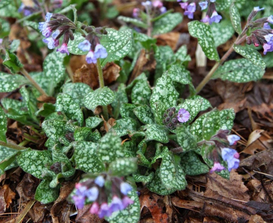 Медуница сахарная  Pulmonaria saccharata