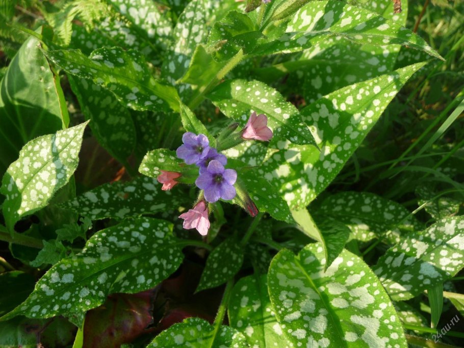 Медуница Silver Bouquet
