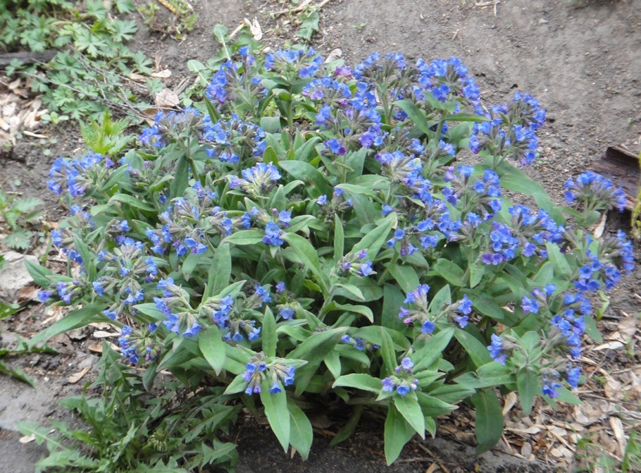 Pulmonaria saccharata