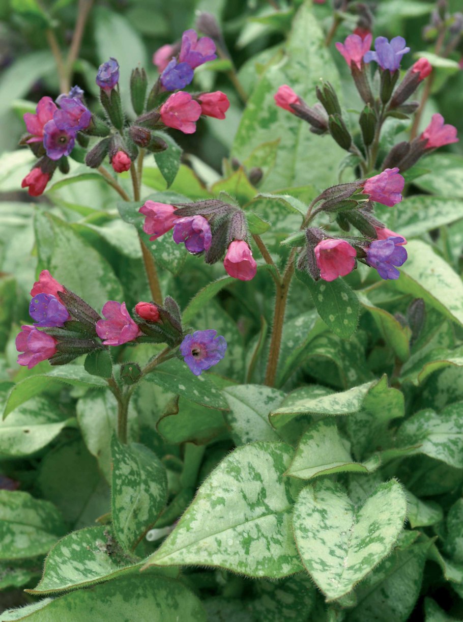 Медуница валовидная