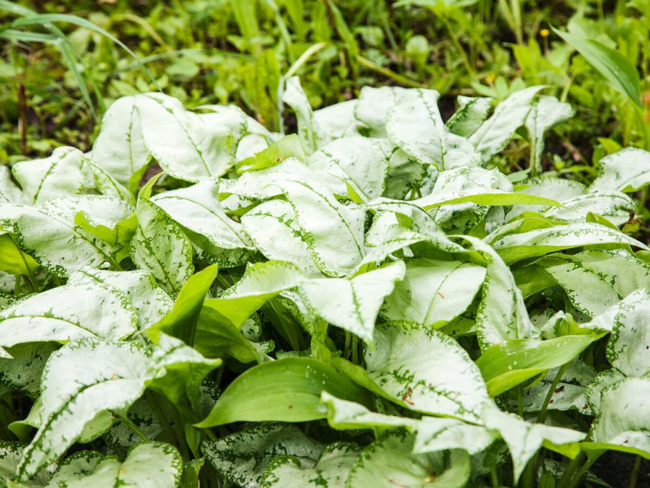 Пупочник Каппадокийский