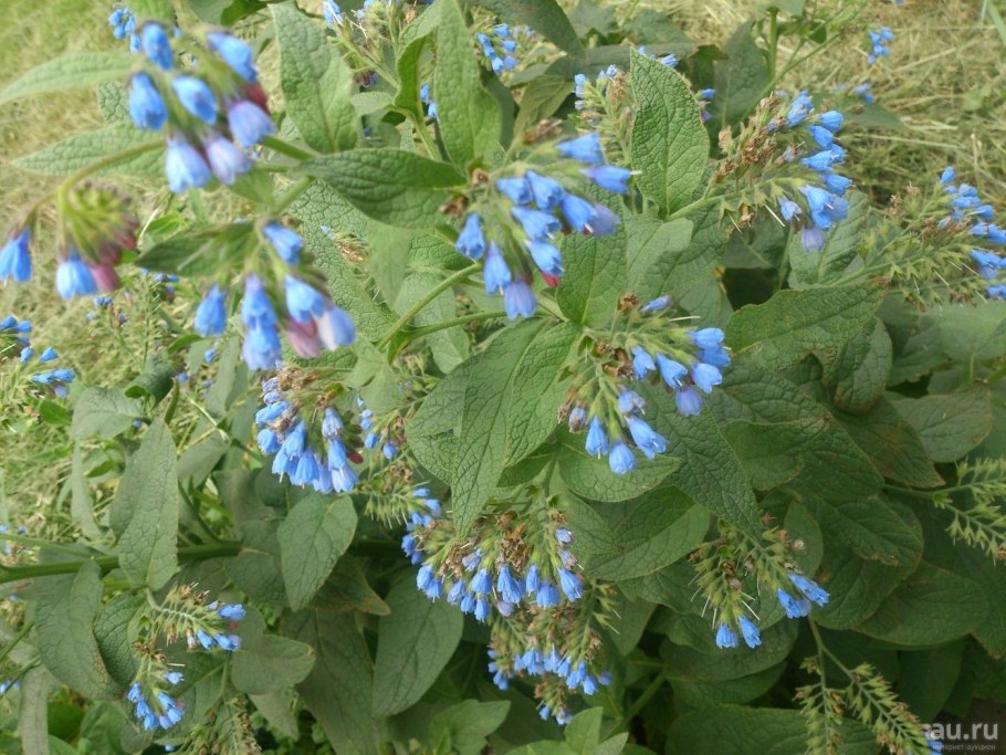 Медуница цветок садовый