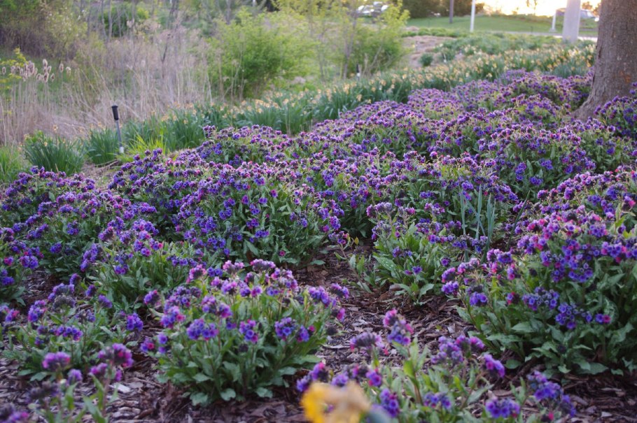 Медуница на клумбе