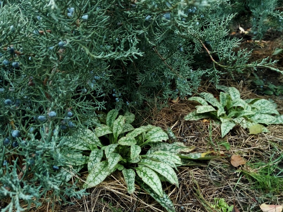 Медуница гибридная Opal