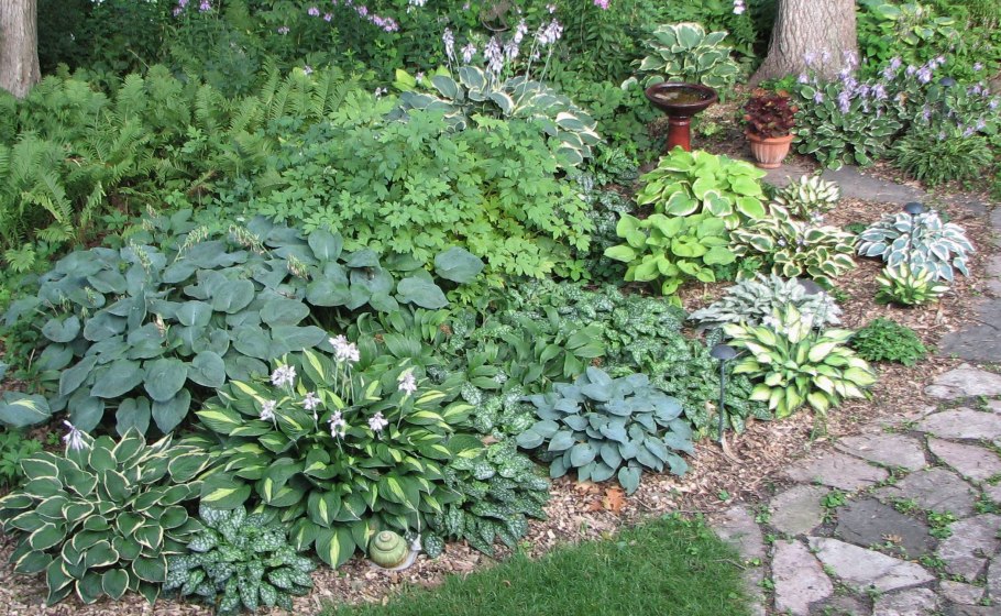 Медуница длиннолистная «Samourai»