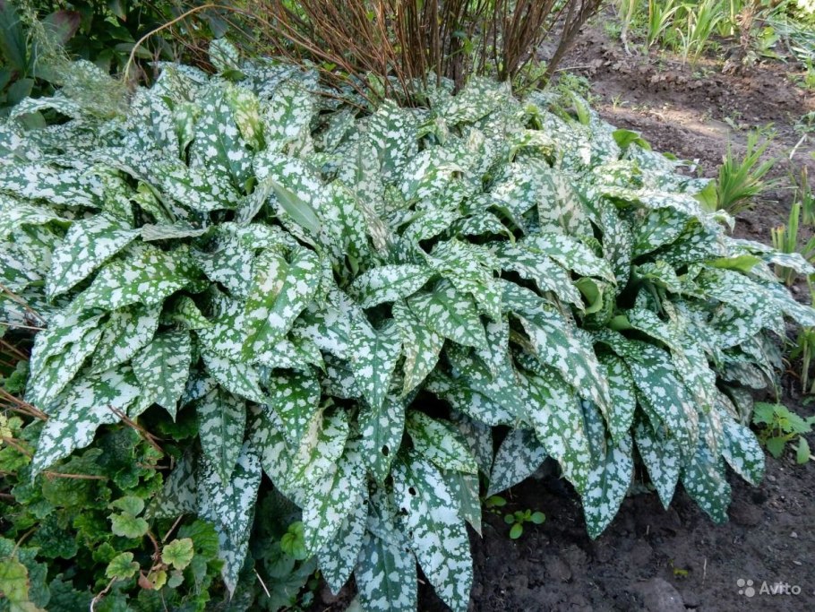 Медуница сахарная