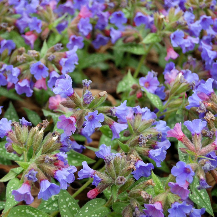 Медуница (pulmonaria)
