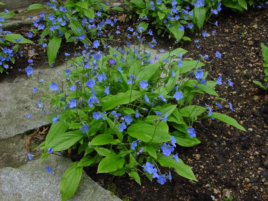 Медуница Вариегата