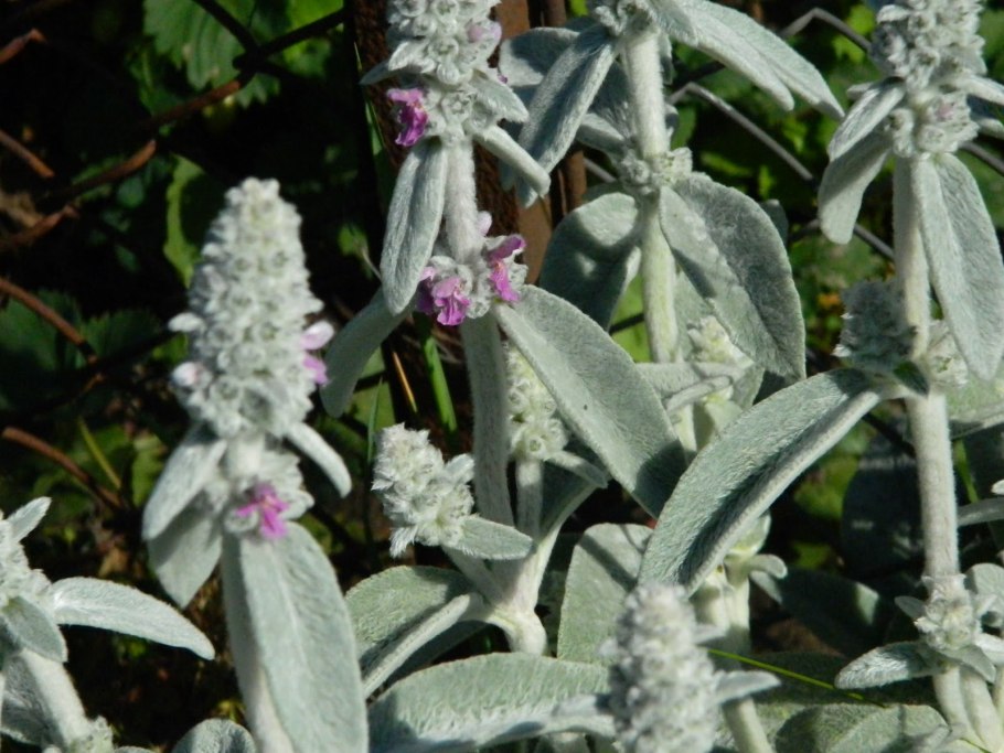 Стахис клубненосный