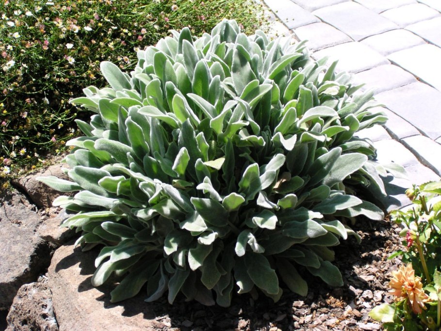 Растение чистец шерстистый