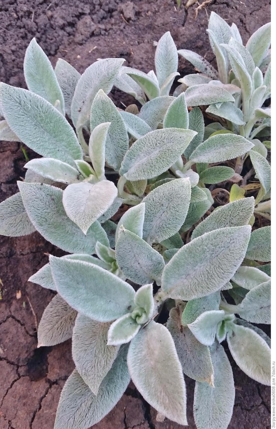 Чистец шерстистый овечьи ушки