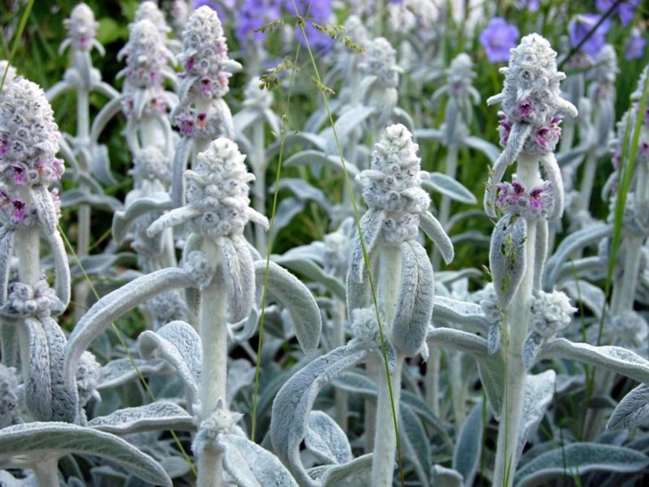 Чистец стахис