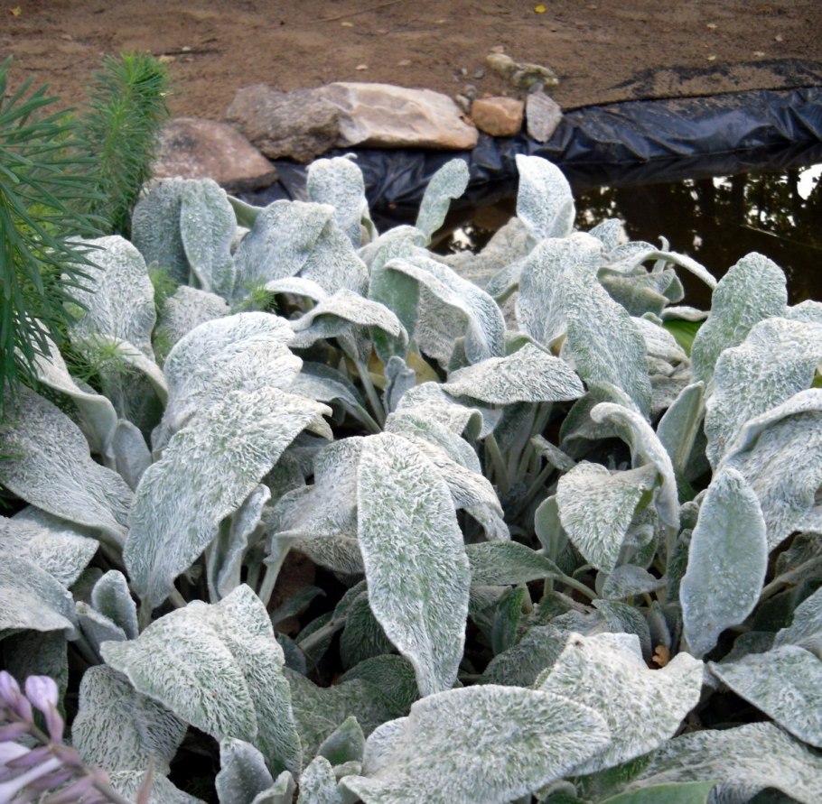 Чистец шерстистый овечьи ушки