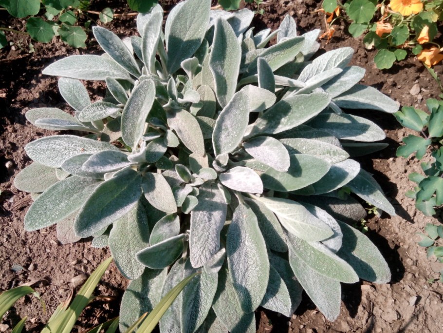 Заячьи ушки (стахис шерстистый)