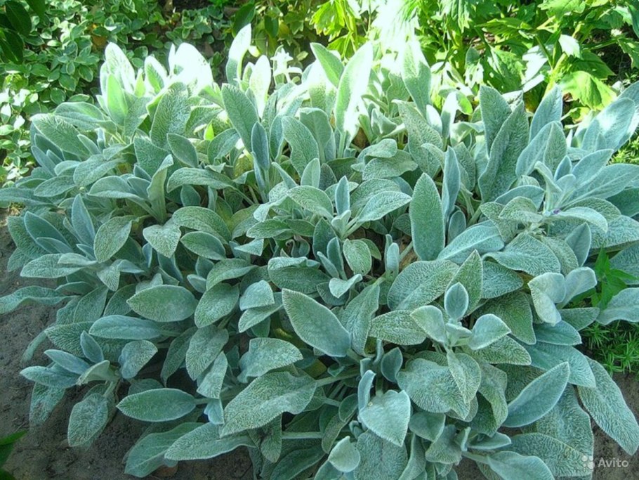 Чистец шерстистый овечьи ушки